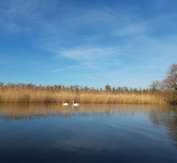 IJsvogel