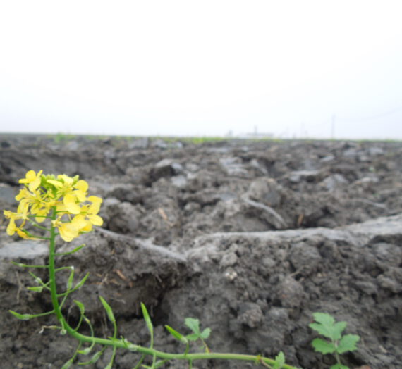 Langs de West-Vlaamse Moeren